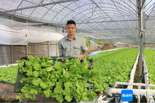 三亞推廣耐濕熱蔬菜新品種與新技術，全力保障本地蔬菜穩定供給