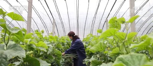 設施蔬菜挑大梁，豐富百姓“菜籃子”